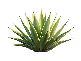 Obraz premium Agave succulent isolated on transparent or white background, png