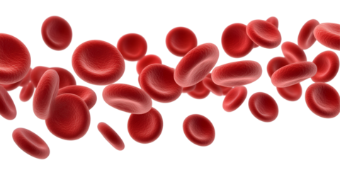 Flowing red blood cells isolated on transparent or white background, png