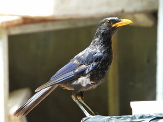 Black Bird with Yellow Beak Standing on a Surface