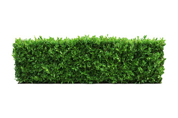 Green hedge isolated on transparent or white background, png