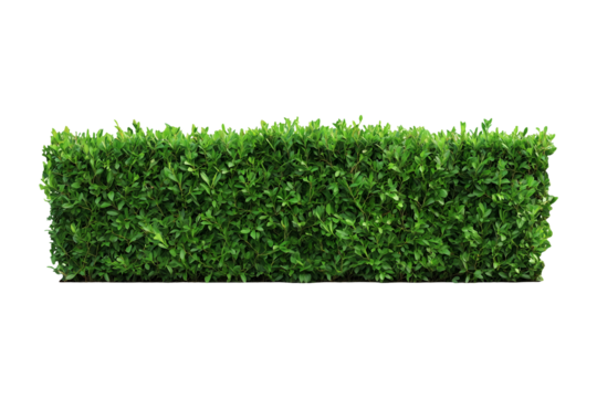 Green hedge isolated on transparent or white background, png