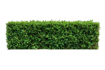Green hedge isolated on transparent or white background, png