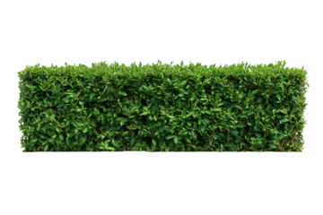 Green hedge isolated on transparent or white background, png