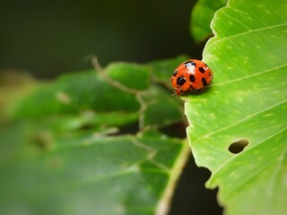 Fototapeta premium Ladybug on Green Leaf Close Up Macro Photography