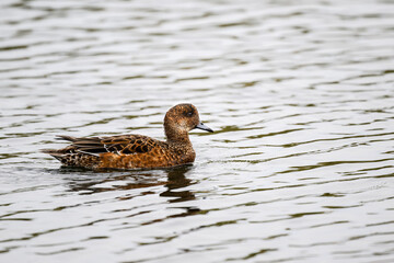 Female Wigeon, Anas penelope, swimming on a lake