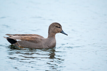 Male Gadwall, Mareca strepera, Swimming on a lake.