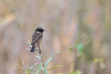 Male Stone Chat, Saxicola rubecola, perched on a bush