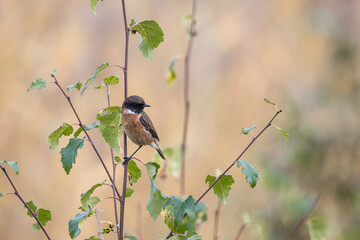 Male Stone Chat, Saxicola rubecola, perched on a bush