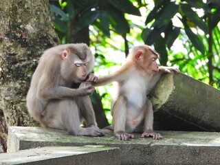 Two Monkeys Sitting on a Rock in the Jungle