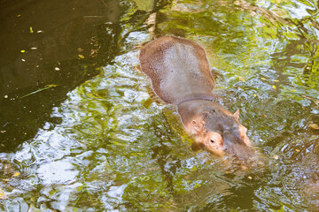 A baby hippopotamus (Hippopotamus amphibious) relax in a pool