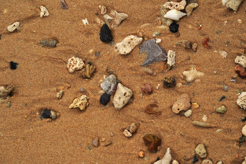 Tropical beach shells