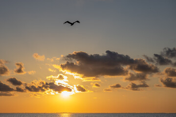 Digital Print | Bird Flying Over Ocean at Sunset.