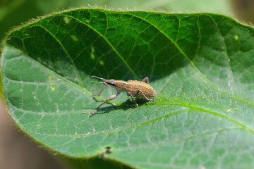 An insect, a beetle on a green leaf.