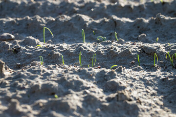 Germinating plants, onions, in the garden.