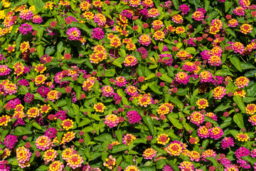 Vibrant Cluster of Pink and Yellow Lantana Flowers.