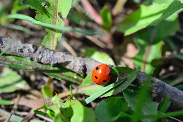 a ladybug is on a branch in the woods with sunlight close up 