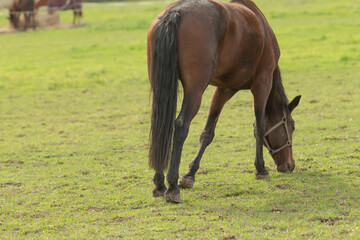 Fototapeta premium A beautiful brown horse is peacefully grazing in a lush grassy field, enjoying the fresh grass in a serene natural landscape