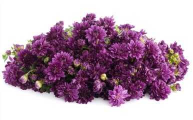 Obraz premium The lilac chrysanthemum flower is isolated on a white background