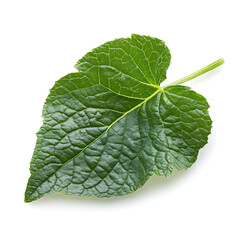 Obraz premium Single Cucumber Leaf High-Resolution Isolated Against White Background