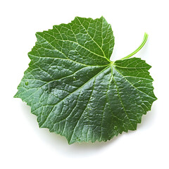 Fototapeta premium Vibrant Green Cucumber Leaf Isolated on White Background Detailed Texture