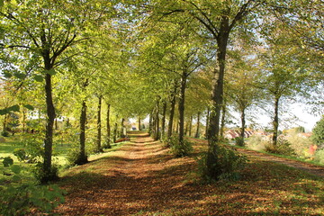 a beautiful path with between rows of trees with green leaves and fallen leaves at the path in autumn at a sunny day