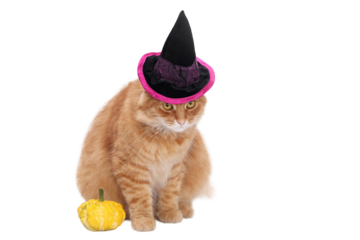 Cat is sitting with a small pumpkin, wearing a witch black hat. Halloween theme. Ginger cat wearing a witch hat. Halloween greeting card.