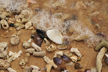 Tropical beach shells