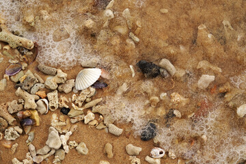 Tropical beach shells