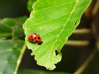 Ladybug on Green Leaf with Hole