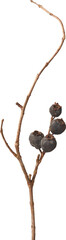 Obraz premium dried discolored and dehydrated fruits still clinging to tree branch due to drought lack of water isolated white background