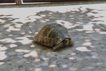 turtle on the rock