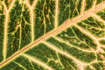 Close-up of a leaf
