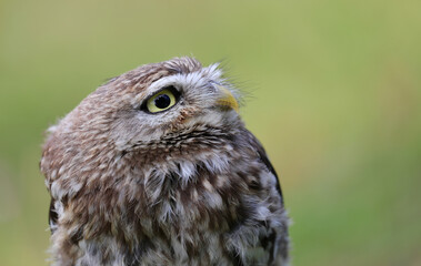 owl with a yellow beak and large eyes against a blurred green background