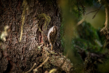 eurasian treecreeper, certhia familiaris, on a branch from a spruce with lichens at a sunny autumn morning