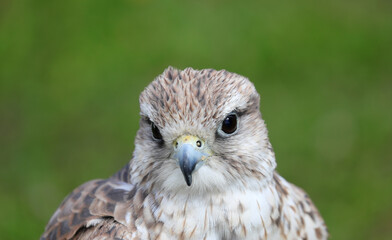 nocturnal bird of prey sacred falcon with watchful eyes and hooked beak