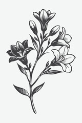 Freesia Branch with Flowers Silhouette Vector Art for Elegant Floral Designs and Beautiful Graphics