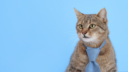 SmaCat wearing blue tie. copy space. Grey cat with office tie isolated on blue. Day of knowledge, study, science student. Online courses. Distance education. World Pet Day. learning teacher