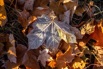 Frosty autumn leaf.
