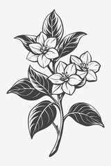 Gardenia Branch with Flowers Silhouette Vector Art Design for Floral and Nature Illustrations
