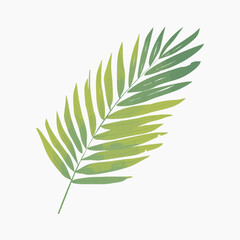 Fototapeta premium Tropical green palm leaf illustration