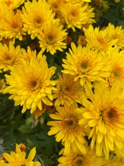 yellow chrysanthemum flower