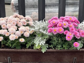 flowers in the garden