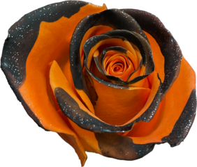 orange and black sparkly rose, Halloween png