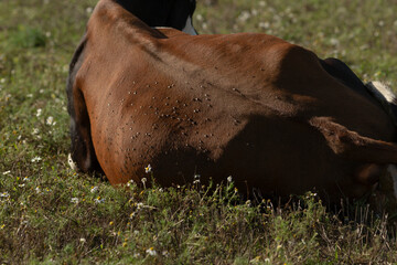 A beautiful brown horse is laying down peacefully in a vast, grassy field under the warm sun,...