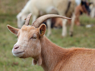 portrait of a goat with small horns on its head in the middle of a grazing sheep flock