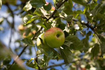 Ripe apples on a branch against the blue sky