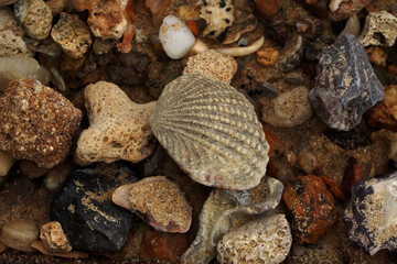 Tropical beach shells
