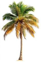 A single palm tree isolated on a white background with green fronds and a brown trunk.