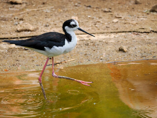 Closeup Black-winged Stilt (Himantopus himantopus) walking in water