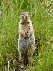 Ground squirrel wild rodent in Canadian nature.